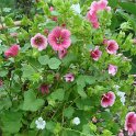 Malope trifida melange